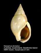 Nassarius dorsatus